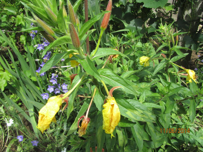 Oenothera - Flori de gradina-2014 Vara