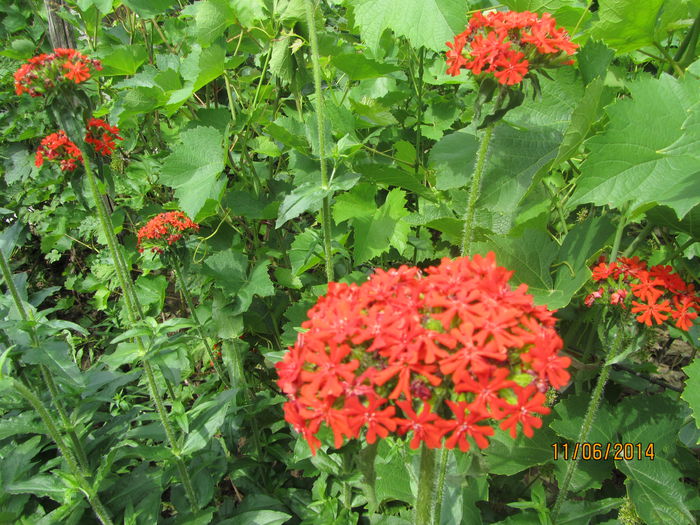 IMG_3025 - Flori de gradina-2014 Vara