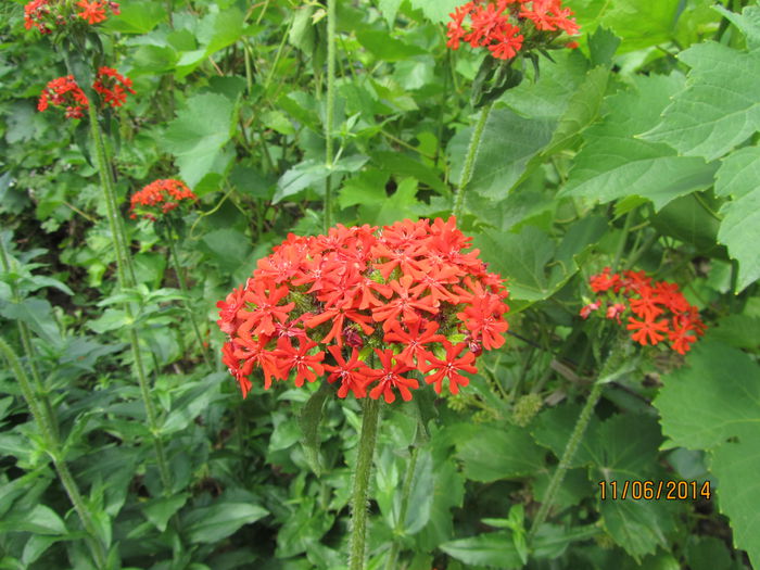 IMG_3026 - Flori de gradina-2014 Vara
