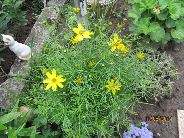 IMG_3047 - Flori de gradina-2014 Vara