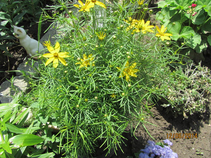 IMG_3114 - Flori de gradina-2014 Vara
