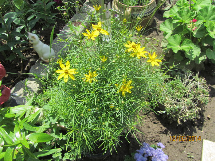 IMG_3115 - Flori de gradina-2014 Vara