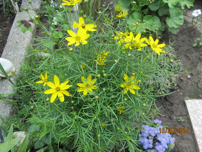 IMG_3134 - Flori de gradina-2014 Vara