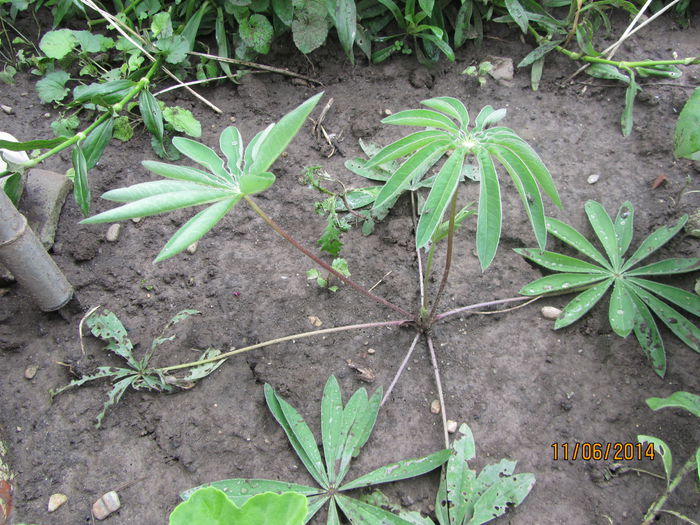 Lupin - Flori de gradina-2014 Vara