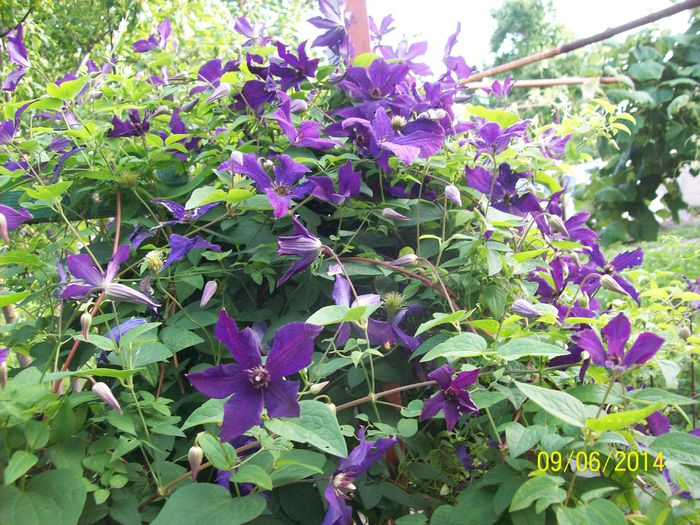 clematita