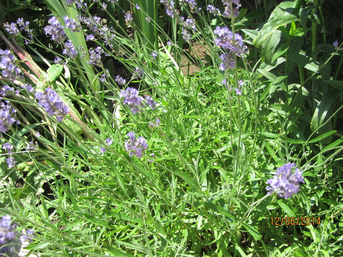 Lavantica - Flori de gradina-2014 Vara