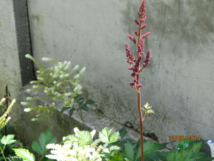 Apar si Astilbe rosii