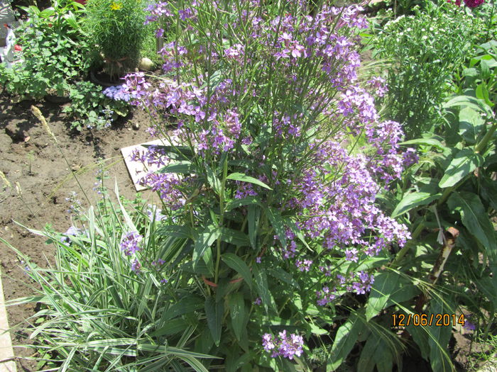 Hesperis matronalis