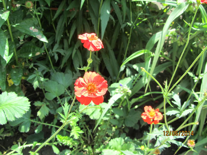 Inca Geum Coccineum Chiloense