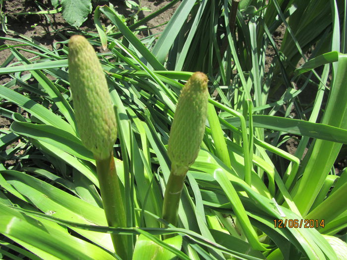 Kniphofia