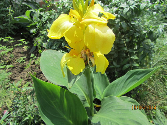 Canna indica