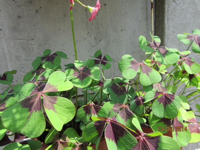 Oxalis