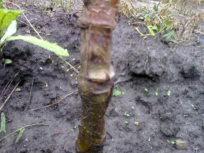 Fotografie3810; mar refacut dupa ce a fost jupuit roata de caini in timpul unei lupte de noapte pom refacut cainele vecinului mort
