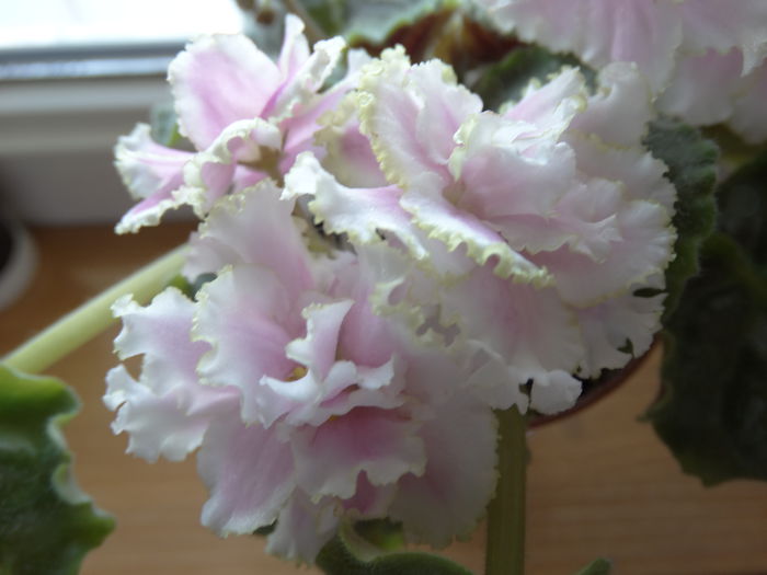 DSC00681 - Winter Smile