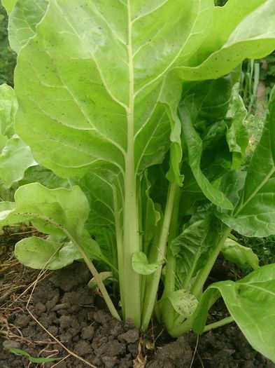 mangold - a-a GRADINA DE LEGUME-2014