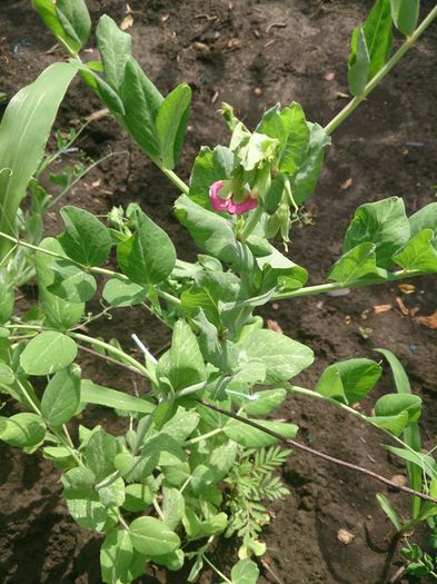 mazare lata cu flori roz - a-a GRADINA DE LEGUME-2014