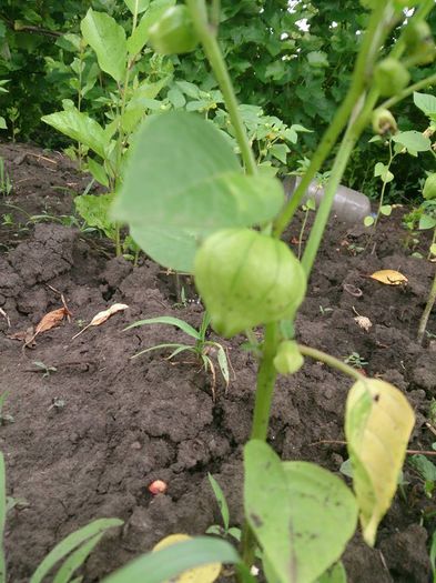 tomatillo - a-a GRADINA DE LEGUME-2014