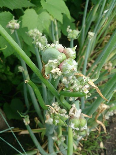 ceapa pentru frunza-face arbagic in varf - a-a GRADINA DE LEGUME-2014