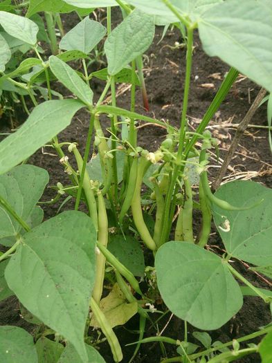fasole fideluta - a-a GRADINA DE LEGUME-2014