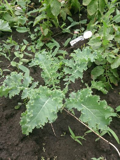 varza kale