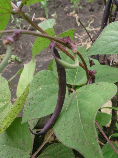 fasole mov - a-a GRADINA DE LEGUME-2014