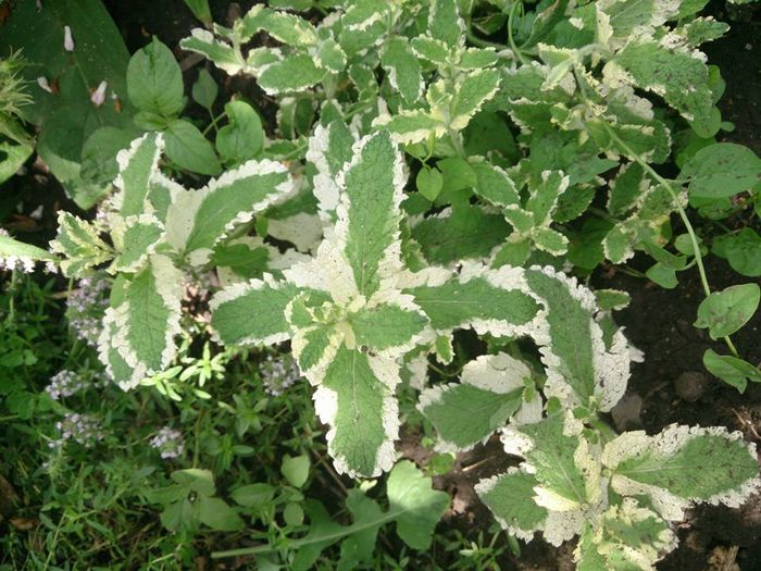 menta variegata - a-a PLANTE MEDICINALE-2014