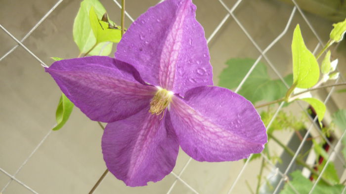 066