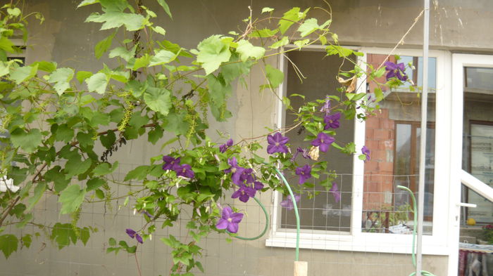 005 - clematite infloriri