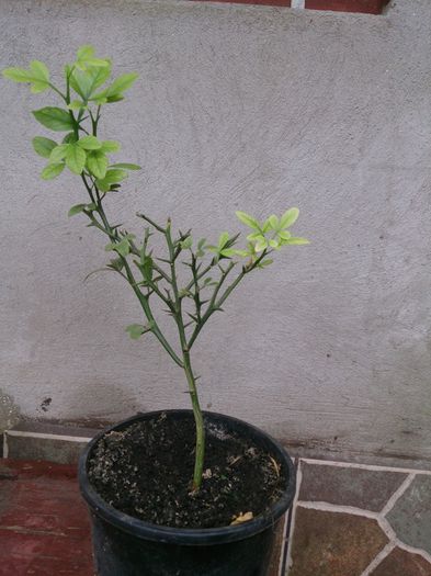 poncirus trifoliata-lamai rez. la ger
