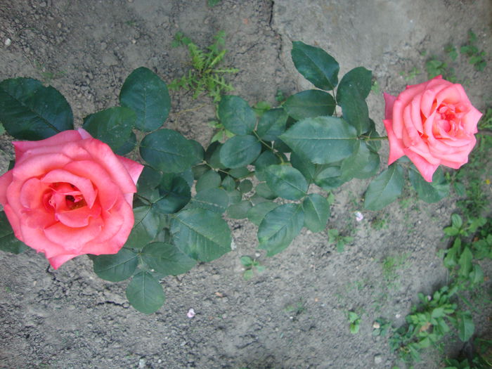 1 186 - trandafiri