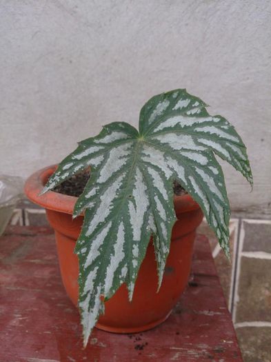 10341618_10203349225946440_5734813382724793365_n - a-a VARA-FLORI-2014