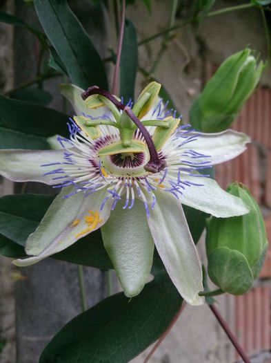 passiflora - a-a VARA-FLORI-2014