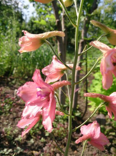 delphinum