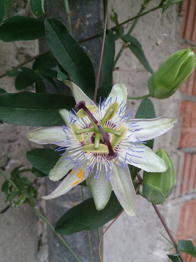 passiflora