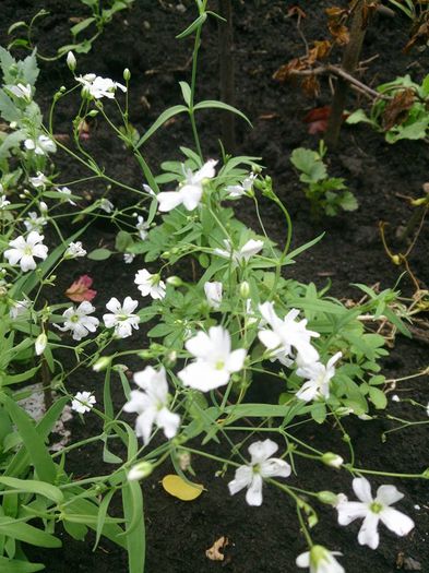 floarea miresii alba