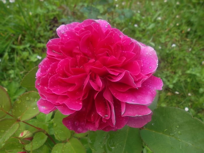 sophy's rose - trandafiri austin