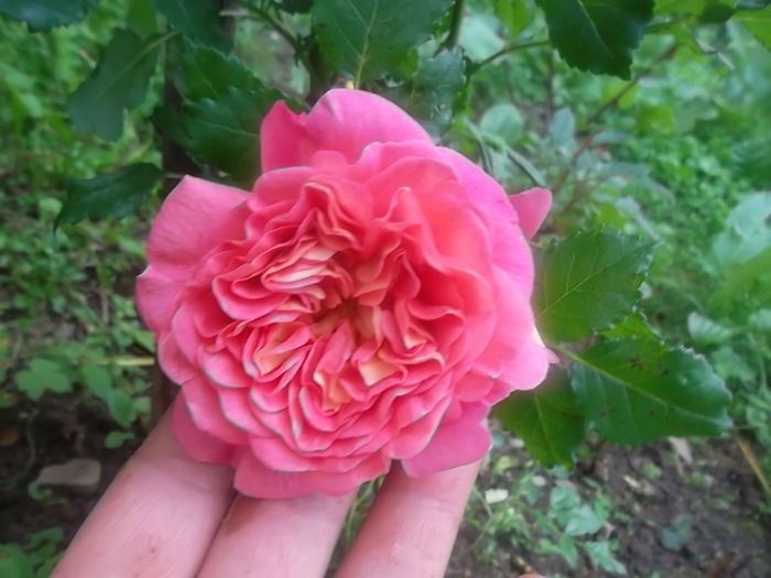 cristopher marlowe - trandafiri austin