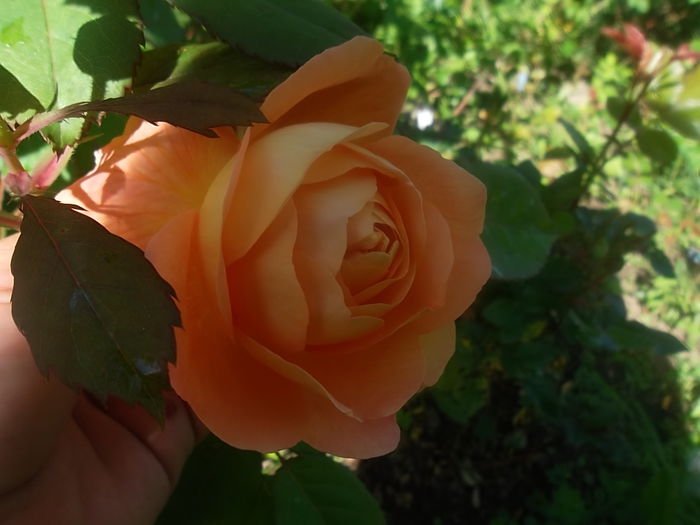 lady emma hamilton - trandafiri austin