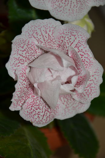 Koketka Pink - Gloxinii 2014