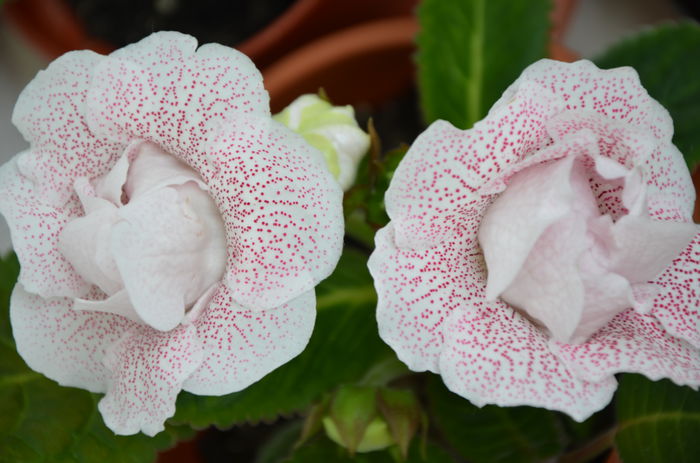 Koketka Pink - Gloxinii 2014