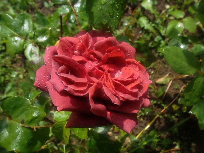 teracotta - trandafiri meilland