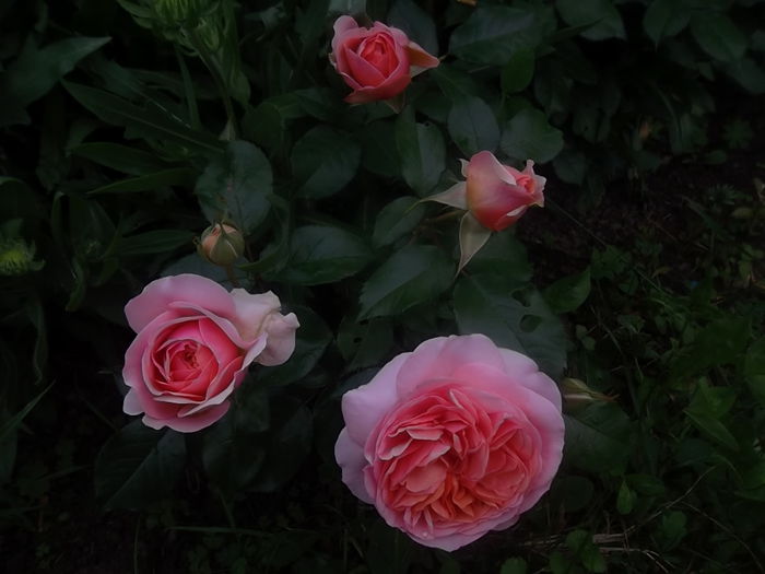  - trandafiri tantau