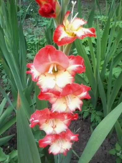 20140615_112933 - Gladiole 2014