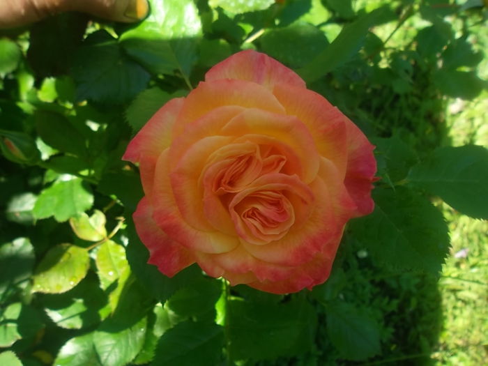 gartenspass - trandafiri kordes