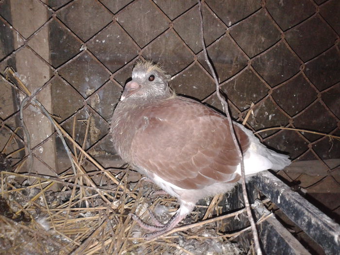 asta este frate cu cel lalt