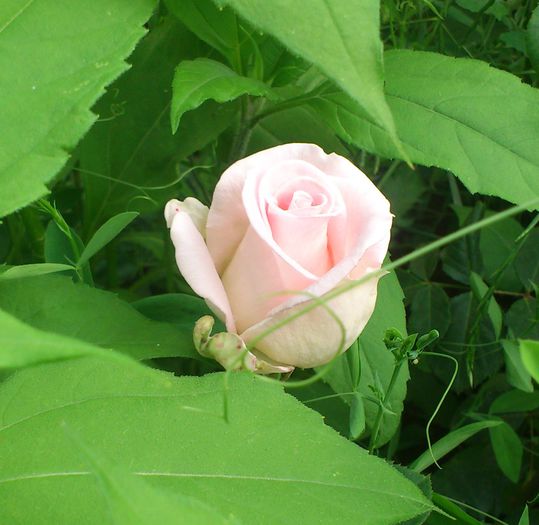 roz f deschis dimov - Trandafiri
