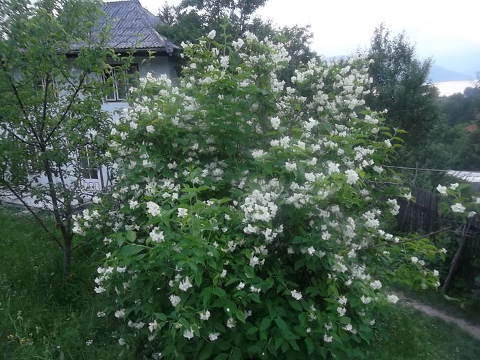 iasomia - arbusti ornamentali 2014