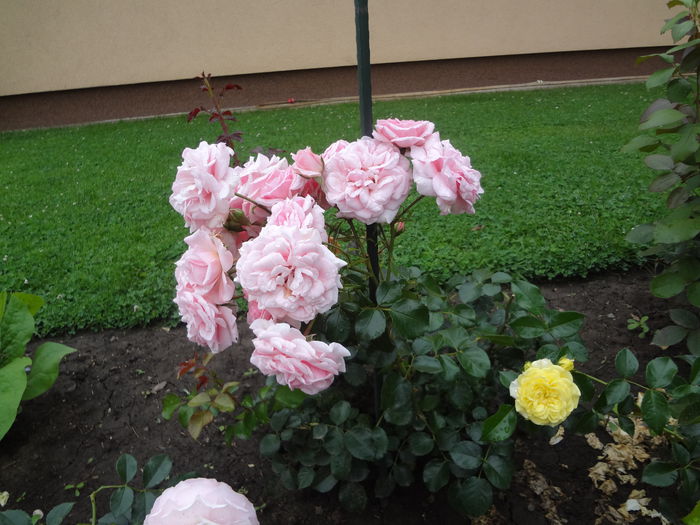 DSC00474