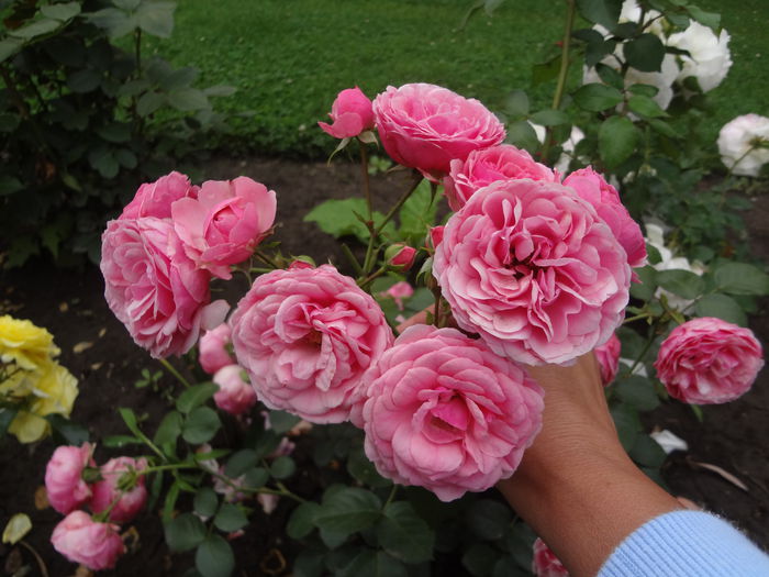 Pomponella