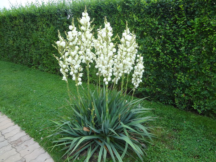 Yucca; Frumoasa mea Yucca are 11 tije florare
